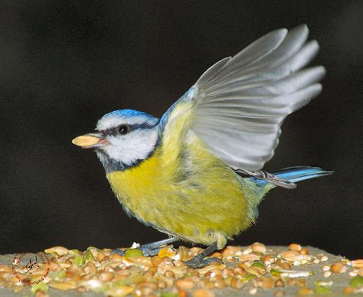 Blue Tit 8M85D-17.JPG